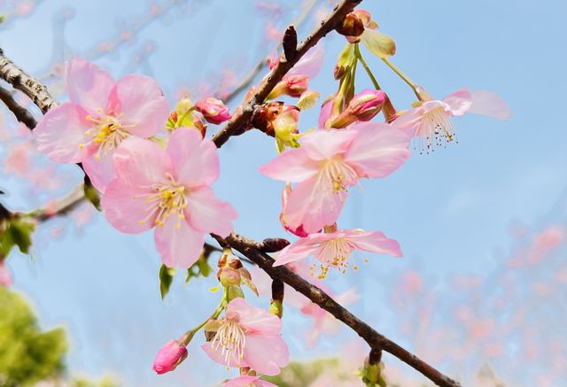 顧村公園賞早櫻