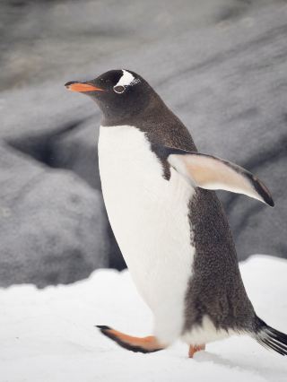 Don't visit Melbourne without seeing penguins! Here's your complete viewing guide.