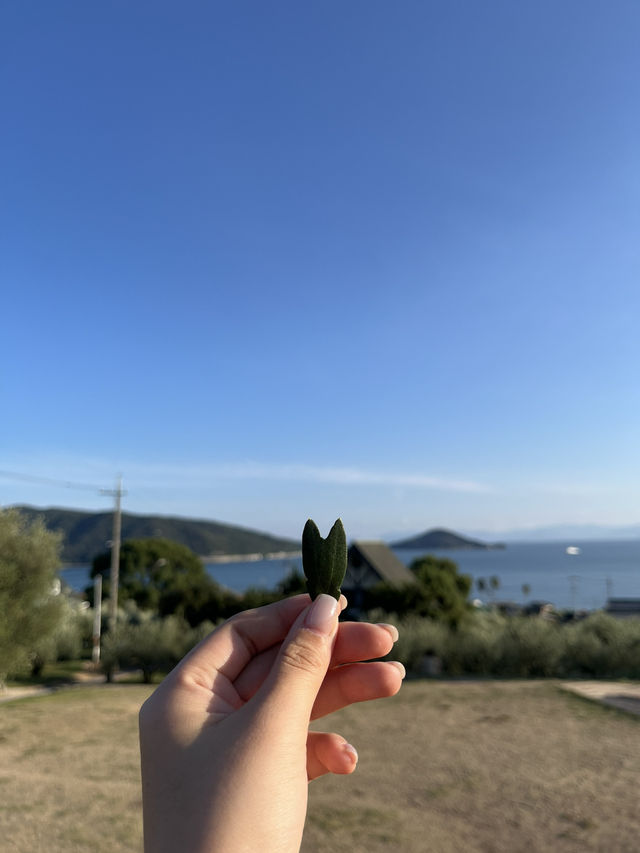 八重岳櫻之森公園賞櫻攻略：全日本最早的櫻花季✨