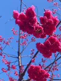 八重岳櫻之森公園賞櫻攻略：全日本最早的櫻花季✨