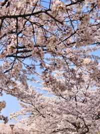 東京的櫻花我能拍5.6.7.8次