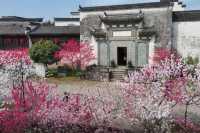 桃花朵朵開！來歙縣共赴一場浪漫春宴~