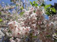 🌸京都御苑4月下旬的櫻花盛宴🌸