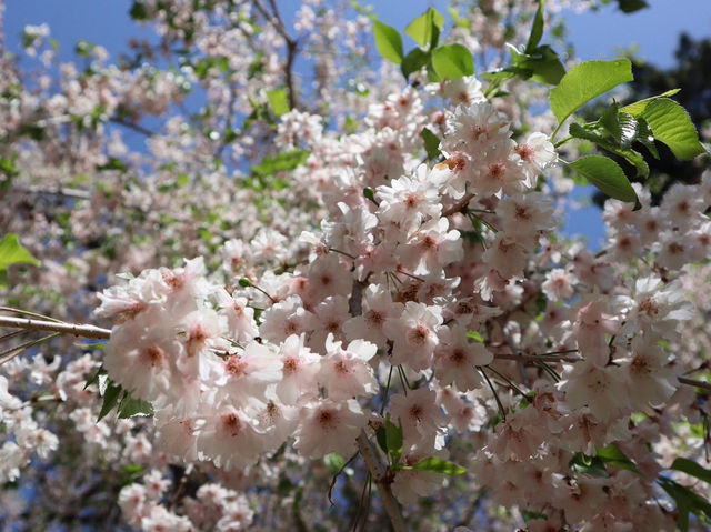🌸京都御苑4月下旬的櫻花盛宴🌸