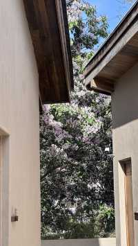 深綠·楸林氧吧·野奢樹屋·雪山全景美宿