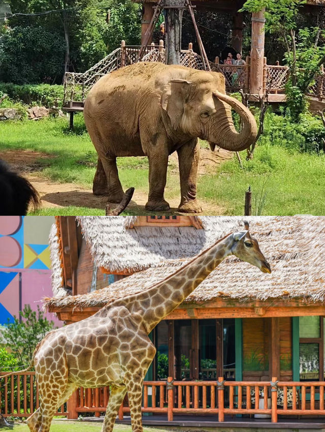 銀基動物王國·奇幻冒險即將啟程！