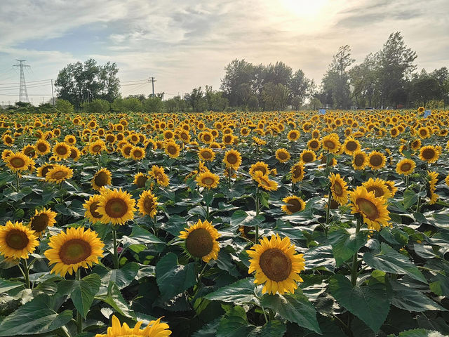 🌻揚州半邊灣向日葵花海浪漫邂逅