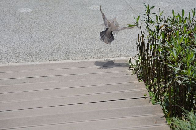 城市中的田野，都市中的綠肺