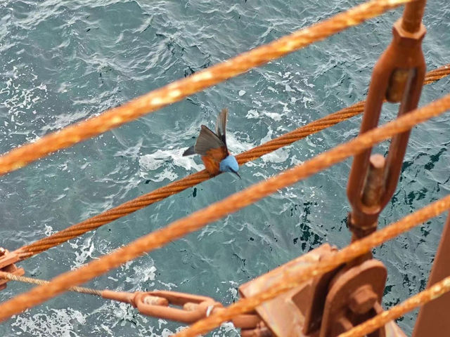 🇯🇵伊豆城崎海岸真係靚到癲啊🌊 
