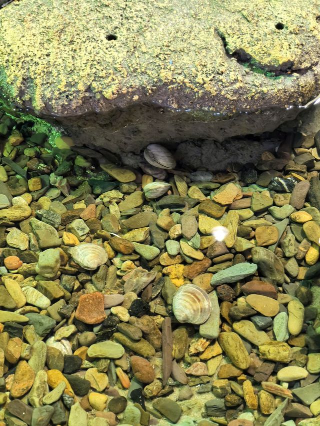 媽媽們逛山姆寄存小孩好去處｜室內趕海