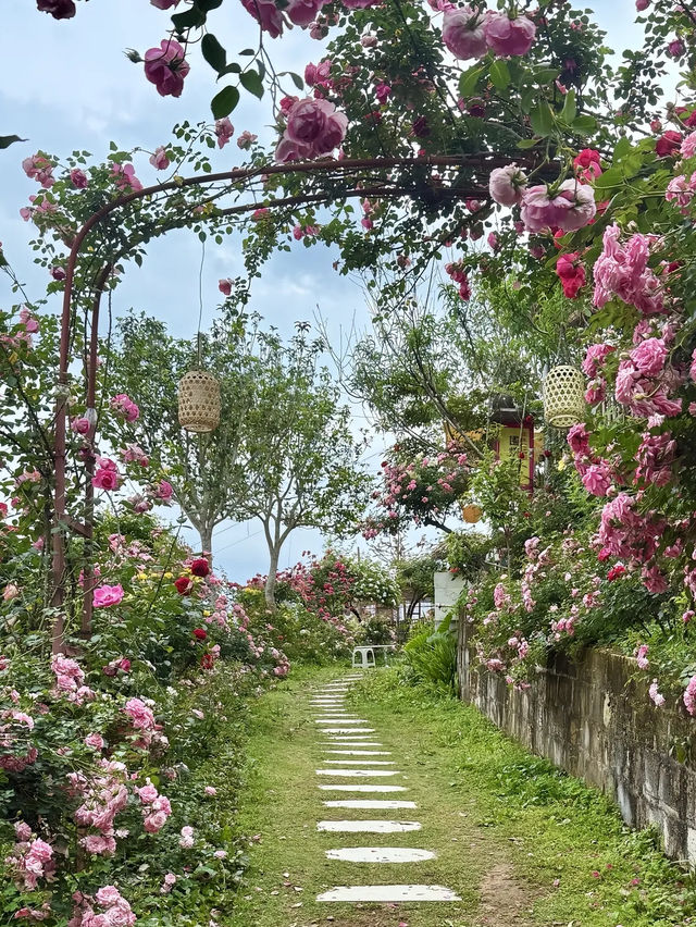 梅州藏住片「月季秘境」，免費打卡現實版莫奈花園