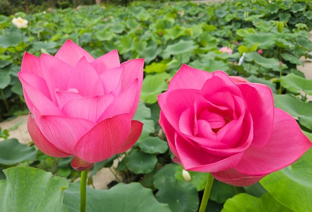 東湖荷園：荷韻新啟，花開盛境  
2025年6月6日，作為中國荷花研究中心全新遷址後的展示窗口，東湖荷