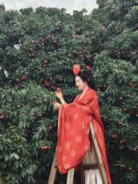夏天到廣西遊“荔”山海，穿越回大唐，體驗貴妃食荔枝的樂趣！
