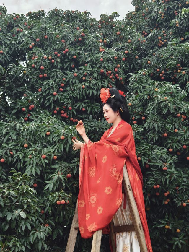 夏天到廣西遊“荔”山海，穿越回大唐，體驗貴妃食荔枝的樂趣！