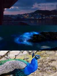 嵊泗花鳥島行山睇海嘅後勁仲大過失戀💔
