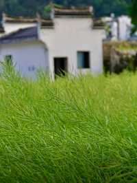 探秘上坦村，邂逅水墨江南