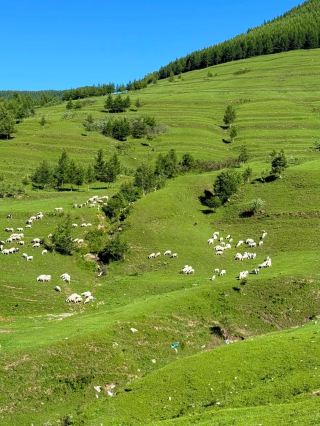 베이징에서 3시간 거리! 20℃의 말차색 청량 비밀이 드러났다!