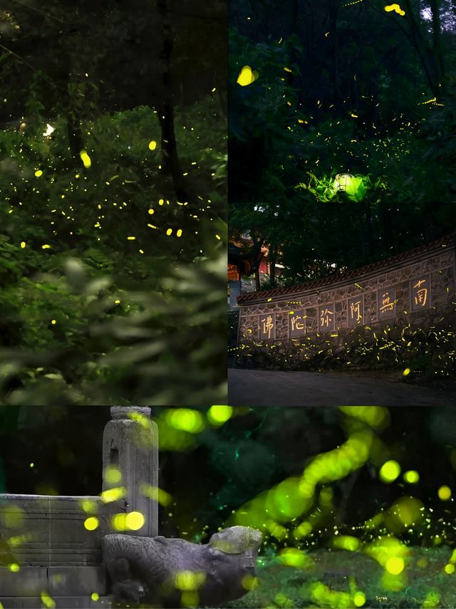 南京螢火森林夜遊夢幻