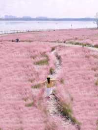 粉色海洋這裡將成為西安10月最浪漫的地方