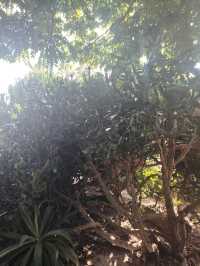 廈門園林博物園：探秘古典園林之美

廈門，這座美麗的海濱城市，不僅因其海灘、島嶼和美食而聞名於世，更