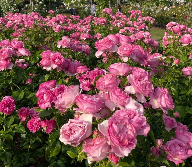 Shikishima Park Autumn Rose Festival