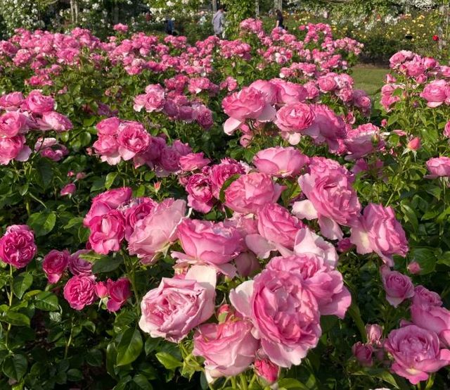 敷島公園秋季玫瑰節