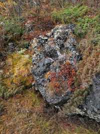 阿爾山•石塘林：踏足亞洲最大火山熔岩區