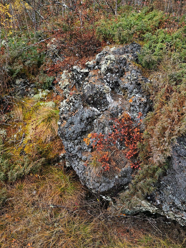 阿爾山•石塘林：踏足亞洲最大火山熔岩區