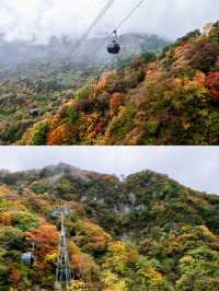光霧山紅葉暴擊！自由行抄作業