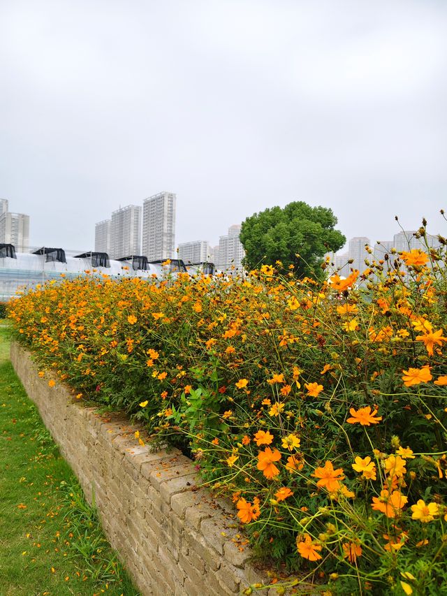 南京江心洲遛娃|真的已經到了next level 南京江心洲遛娃|真的已經到了next level