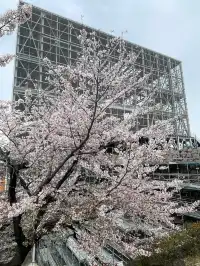 櫻花難民在九州找到了驚喜