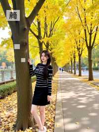 廣東最佳銀杏觀賞地揭曉
