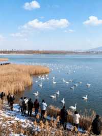 三門峽4日遊 | 天鵝湖與函谷關經典組合・全人群適配攻略
