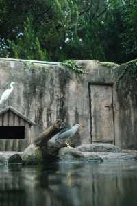 錯峰逛動物園太有感覺了