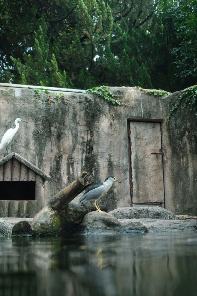錯峰逛動物園太有感覺了