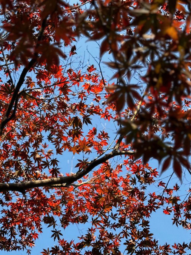 紅牆金瓦撞上滿山紅葉岳麓書院美到窒息！山頂俯瞰長沙城景絕