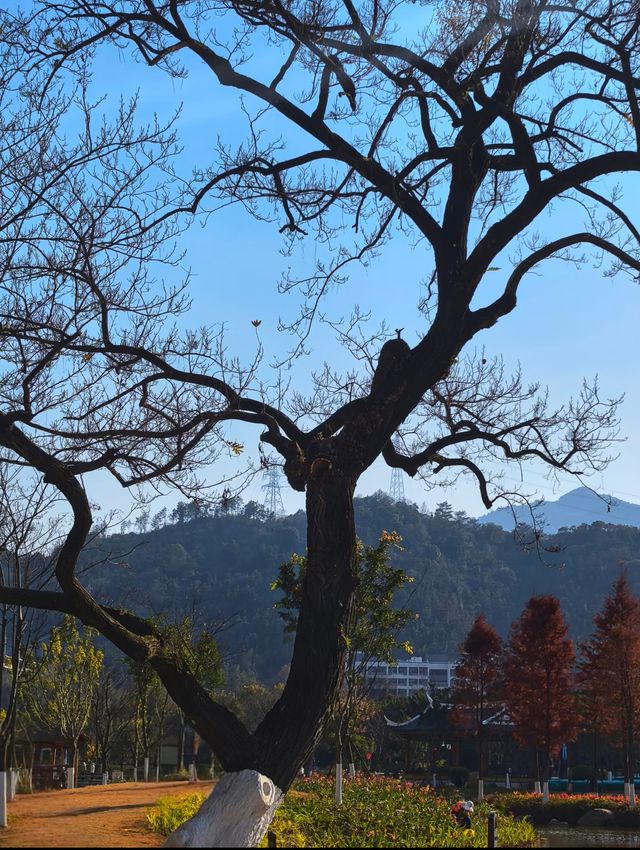秋日杉林秘境打卡