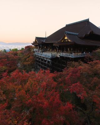 Complete Guide to Japan's Autumn Foliage Season: One-Click to Get the Stunning Red Leaf Viewing Period!