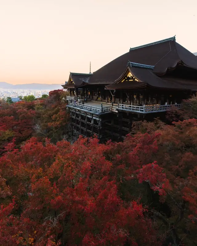 日本賞楓季全攻略一鍵get絕美紅葉觀賞期!