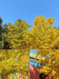 京城賞秋天花板地壇銀杏大道美到失語