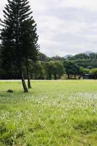 遁入鯉魚洲,邂逅一場山水夢境