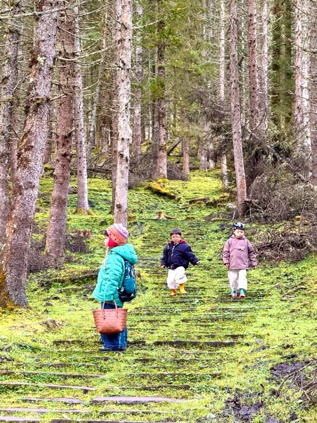 在神仙居住的地方彩林徒步撿菌子🟫 神木壘藏語裡意為「神仙玩耍的地方」 這裡海拔2300-4