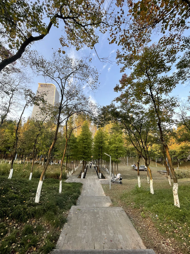 在半島世界酒店，偶遇秋日最美江濱公園