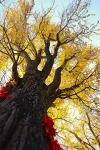 花果山千年銀杏打卡了嗎
