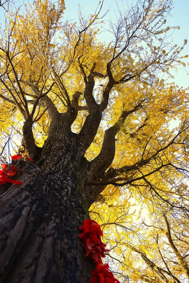 花果山千年銀杏打卡了嗎