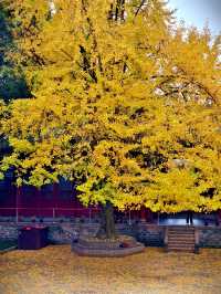 為了這扇秋日限定的窗，我專門去了趟崇州