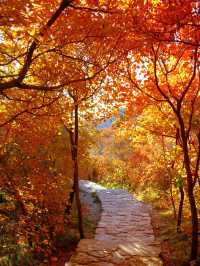 「坡峰嶺紅葉秘境·北京秋日天花板」