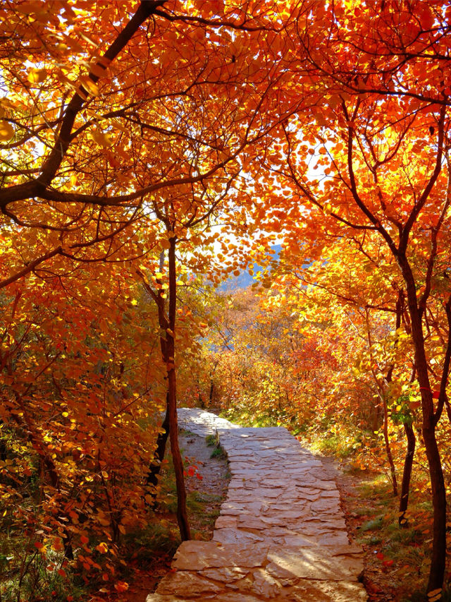 「坡峰嶺紅葉秘境·北京秋日天花板」