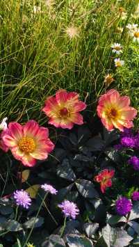 深圳冬日限定浪漫仙湖植物園花展也太出片了吧！