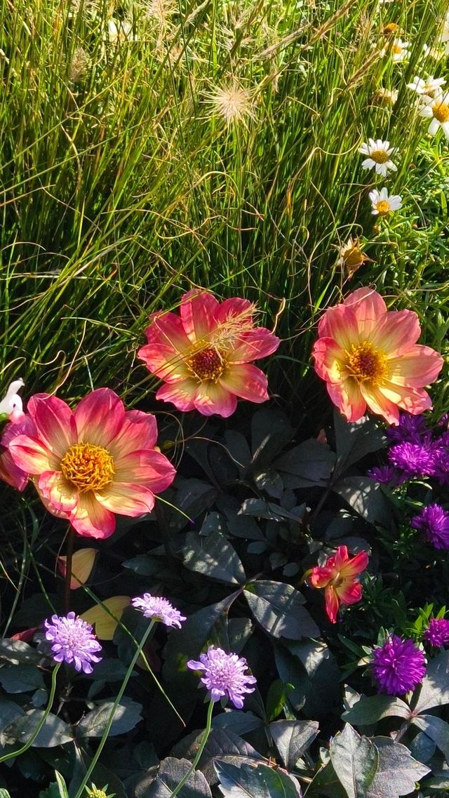 深圳冬日限定浪漫仙湖植物園花展也太出片了吧！